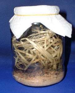 Zuchtbehälter von D. hyei (Gurkenglas)